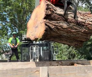 tree removal Highlands Ranch, tree pruning Denver, stump grinding services, certified arborist CO